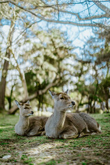 Nara deer resting on grass in the park, Japan