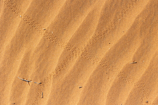 sand dunes in the desert