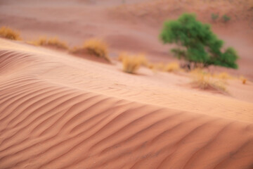 sand dunes in the desert