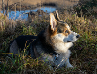 Corgi Dog Relaxing in a Serene Natural Environment During Golden Hour