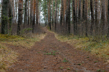 Tranquil Forest Pathway in Autumn Leading Through Pine Woods