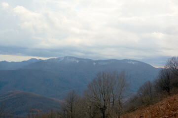 Sunshine winter forest in mountains