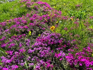 Obraz premium Flowers pink phlox subulata, yellow dandelions in grass.