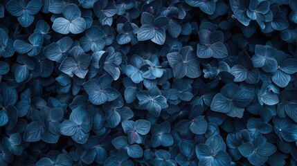 A close-up image featuring a dense cluster of blue flowers, possibly lilies or wildflowers, set against a natural backdrop.