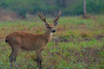 Deer with antlers standing in wet morning landscape