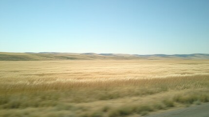 Golden Wheat Field Under Clear Blue Sky in Rural Landscape