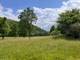 Smokey Mountains in the summer