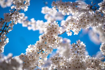 A blooming branch of cherry blossom tree in spring.