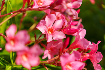 The Beautiful and Vibrant Pink Oleander Flowers Are Currently in Full Bloom and Blossoming