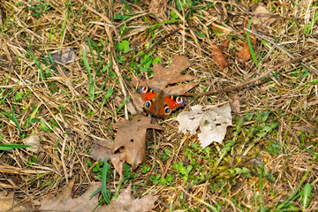 Butterfly resting on dry leaves in a forest setting during daytime