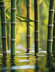 Serene Bamboo Grove
