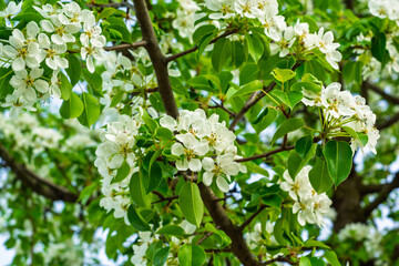 Blossoming white flowers on tree branches in springtime garden setting