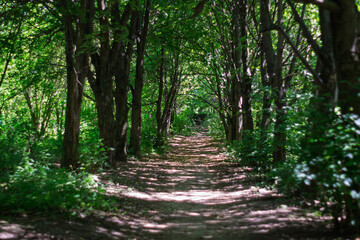 Forest path surrounded by lush greenery in a tranquil natural setting