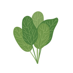 Spinach leaves bouquet simple hand drawn illustration, fresh culinary plant, healthy life style organic diet, food concept, flat style image for menu, recipe design