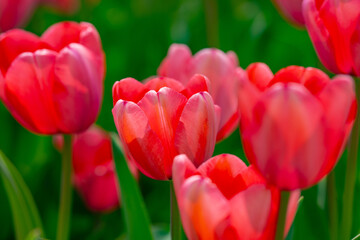 Tulips field in spring time. Closeup tulip flowers background. Colorful tulip flowering in the garden. Soft focus. Bunch of tulips blurred bokeh background. Tulips blooming in garden.
