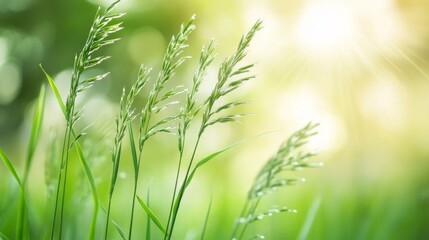 Dewkissed Grass Blades Bask in Sunny Meadow