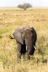 African Elephant cub at Serengeti National Park Tanzania during daytime.        