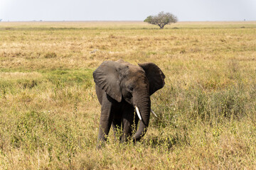 African Elephant cub at Serengeti National Park Tanzania during daytime.        