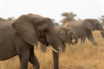 African Elephant cub at Serengeti National Park Tanzania during daytime.        