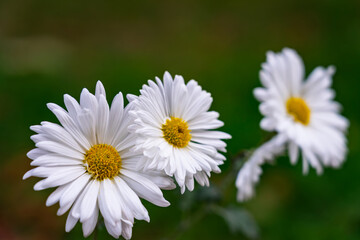 White daisies bloom in a garden during a sunny day in spring