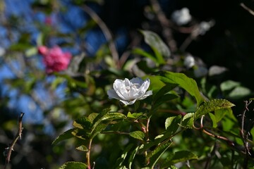 Rugosa rose flowers and fruits (Accessory fruit). Rosaceae deciduous shrub. The roots are for dye, the flowers are for tea, and the fruits are edible and medicinal.