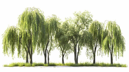 Weeping willow trees group hq arch viz cutout. Willow. Illustration