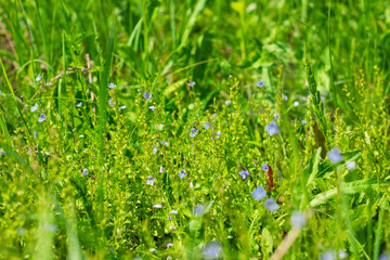 Vibrant wildflowers bloom amidst lush green grass in a serene meadow