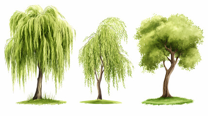 Trees front view, png, watercolor style vector tree, willow tree, architectural element, png bundle, vector clipart, transparent background. Willow. Illustration