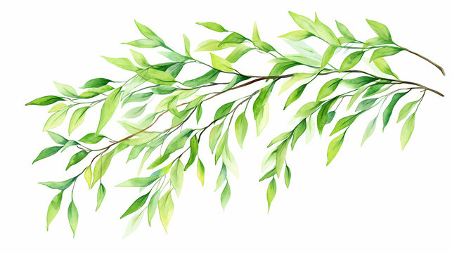 watercolor willow leaves