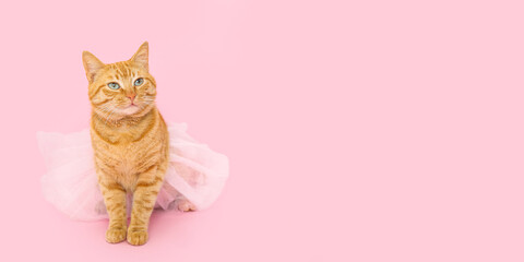 Cute ginger cat with tutu on pink background