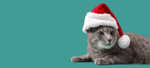 Cute cat in Santa hat on green background with space for text. Christmas celebration