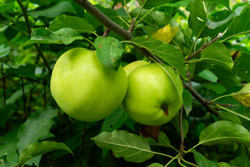 Green apples hanging on branches surrounded by lush foliage in nature