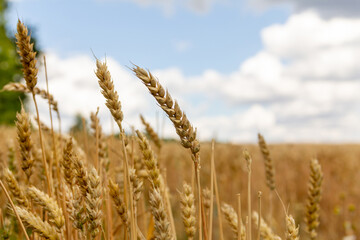 Golden wheat swaying gently in a sunny field under a blue sky © Serhii