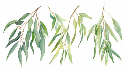Obraz premium Eucalyptus branch isolated on white. watercolor hand drawn illustration. Willow. Illustration