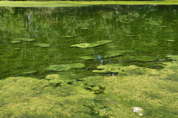 Algae invade the river with little water causing drought