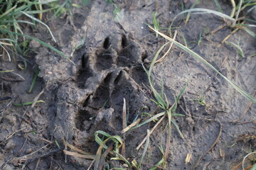 empreintes d'animal