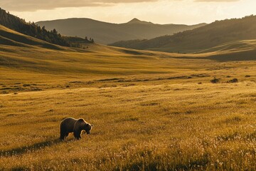 Solitary grizzly bear in sunlit meadow showcasing size beauty