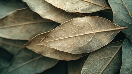 Obraz premium Close-up of dried, textured bay leaves.