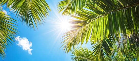 Lush green palm leaves against a vibrant blue sky with the sun shining through the foliage.