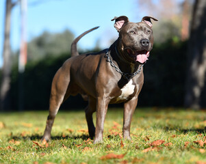 a strong american stafford dog in the park © alberto