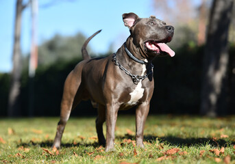 a american stafford terrier in the park