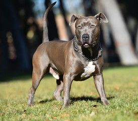 a american stafford terrier in the park