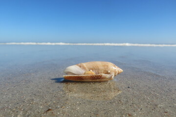 Long seashell on ocean and sky background in Atlantic coast of North Florida