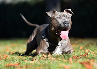 a strong american stafford dog in the park © alberto