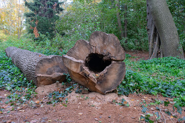 Royal Lazienki Park, river castle doors, tries and river