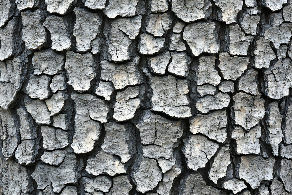 Poster detailed close-up of textured tree bark, showing intricate cracks and patterns. ideal for background