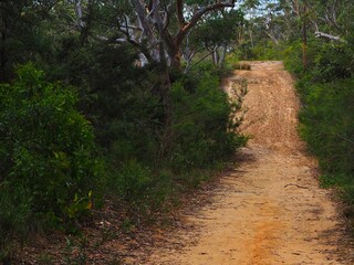 Uphill Bush Track in Australia