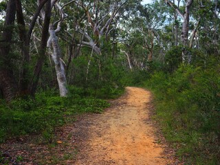 Winding Bush Trail Through Trees