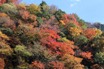 大荒の滝もみじ峡　秋化粧　（高知県　香美市）