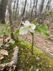 flower in the forest